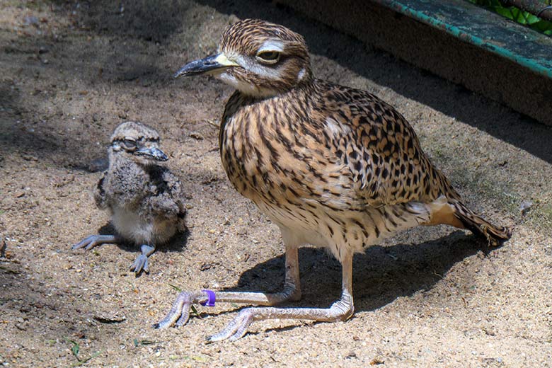 Kaptriel mit Jungtier am 31. Mai 2021 in der rechten Außenvoliere am Vogel-Haus im Grünen Zoo Wuppertal