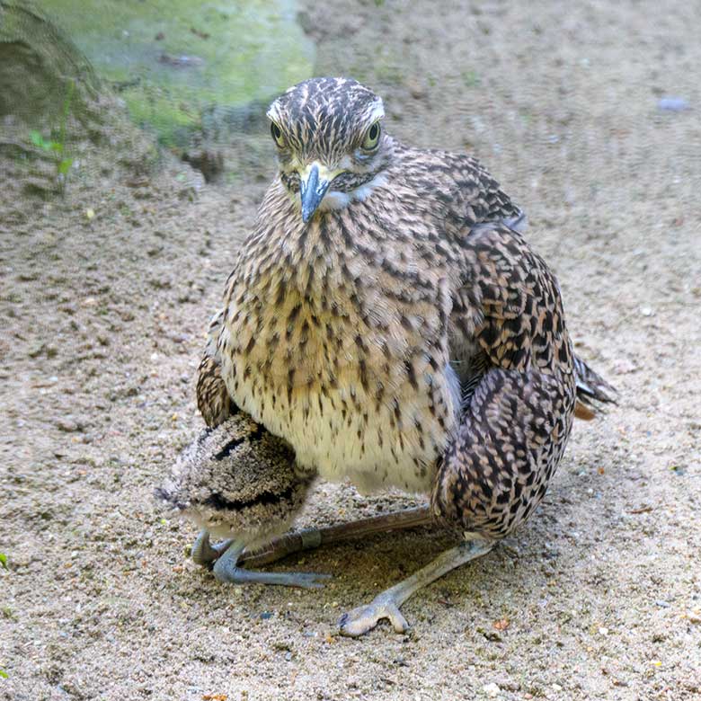Kaptriel mit Jungtier am 31. Mai 2021 in der rechten Außenvoliere am Vogel-Haus im Grünen Zoo Wuppertal