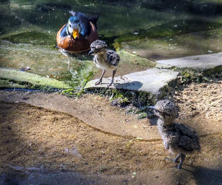 Zwei Kaptriel-Küken vor der männlichen Afrikanischen Zwergglanzgans am 13. September 2022 in der rechten Außenvoliere am Vogel-Haus im Wuppertaler Zoo