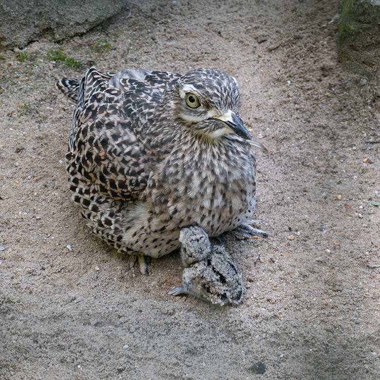 Kaptriel mit Jungtier am 5. August 2024 in einer Außenvoliere am Vogel-Haus im Wuppertaler Zoo