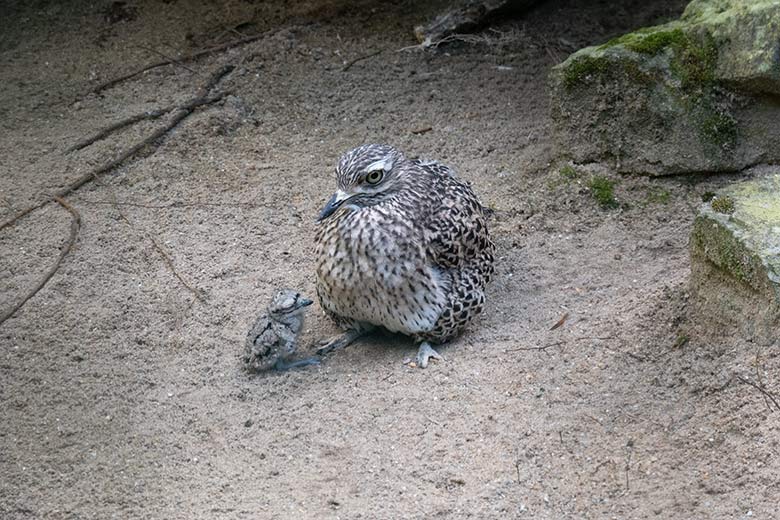 Kaptriel mit Küken am 5. August 2024 in einer Außenvoliere am Vogel-Haus im Grünen Zoo Wuppertal