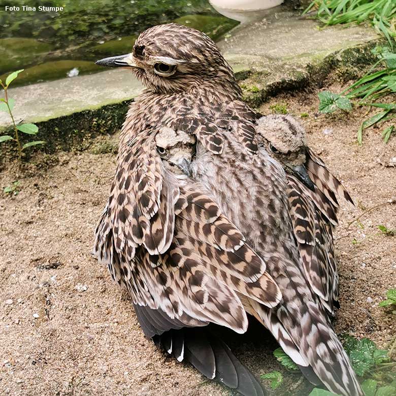 Weiblicher Kaptriel mit zwei Küken im Gefieder am 18. August 2024 in einer Außenvoliere am Vogel-Haus im Grünen Zoo Wuppertal (Foto Tina Stumpe)