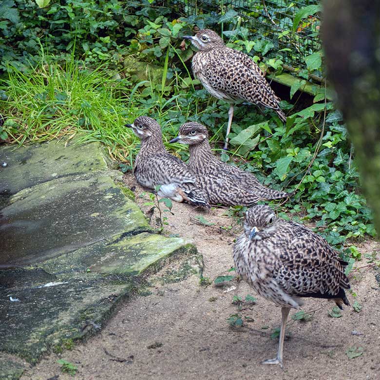 Kaptriel-Zucht-Paar mit den beiden drei Monate alten Jungtieren am 13. September 2024 in der rechten Außenvoliere am Vogel-Haus im Grünen Zoo Wuppertal