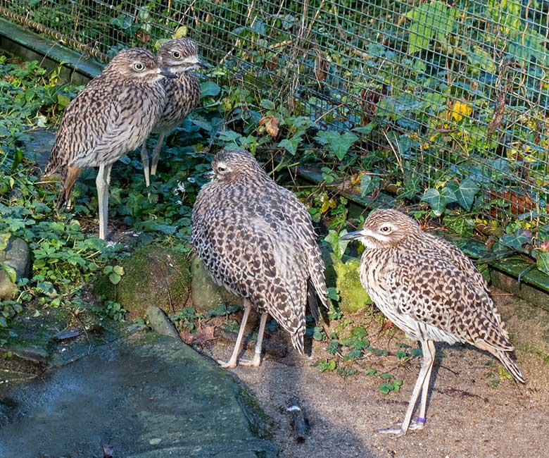 Kaptriel-Zucht-Paar mit den beiden drei Monate alten Jungtieren am 18. November 2024 in der rechten Außenvoliere am Vogel-Haus im Grünen Zoo Wuppertal