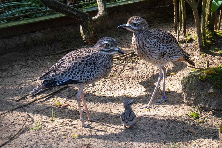Kaptriel-Zucht-Paar mit dem vor wenigen Stunden geschlüpften Kaptriel-Küken am 19. April 2025 in der rechten Außenvoliere am Vogel-Haus im Grünen Zoo Wuppertal