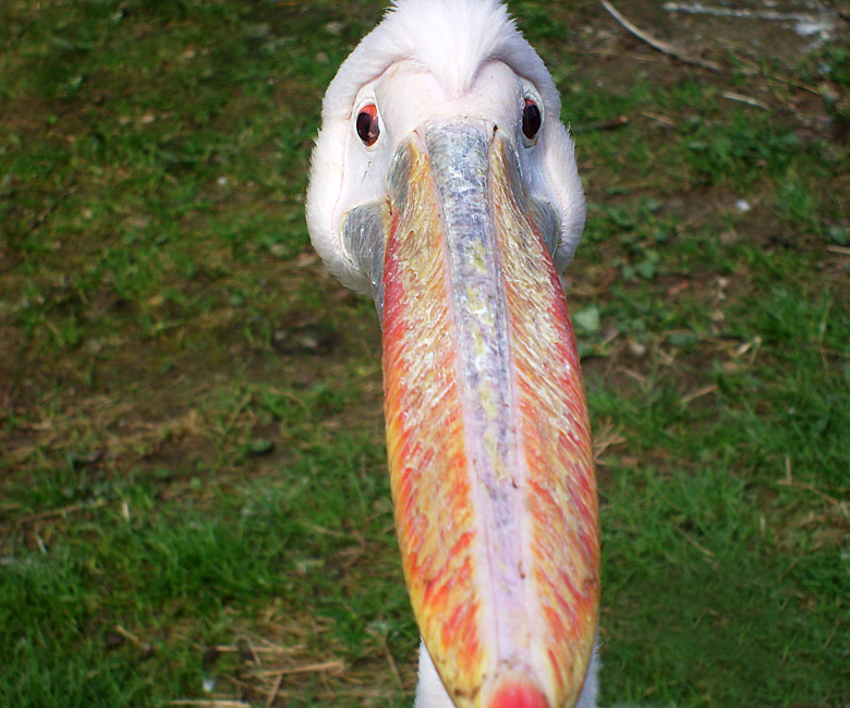 Rosapelikan im Zoologischen Garten Wuppertal im April 2010