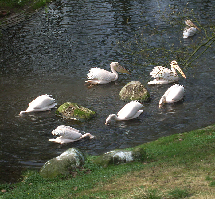 Schwimmende Rosapelikane im Zoologischen Garten Wuppertal im April 2010