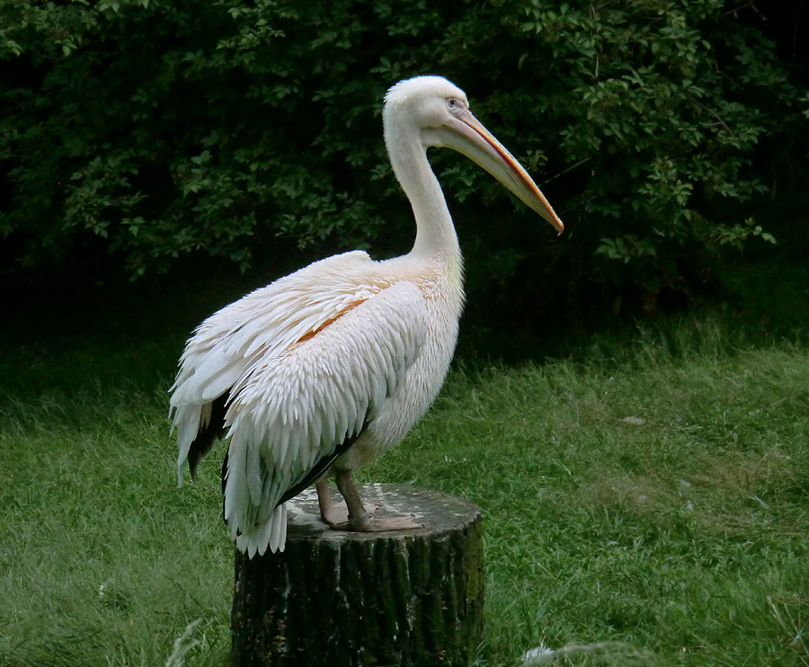 Rosapelikan im Zoologischen Garten Wuppertal im Juli 2012