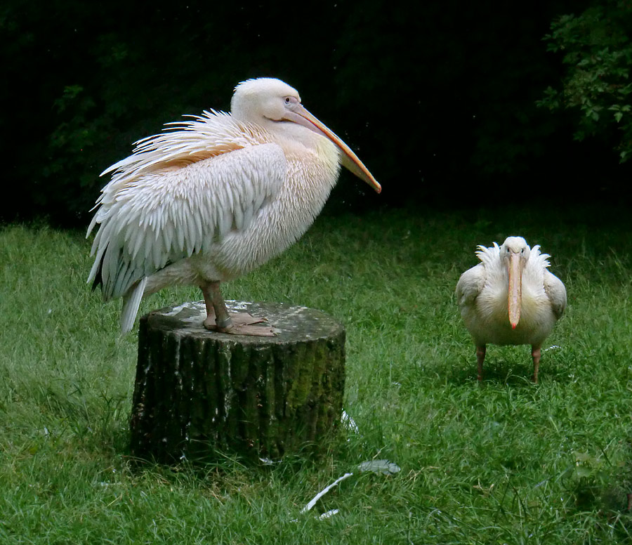 Rosapelikane im Wuppertaler Zoo im Juli 2012