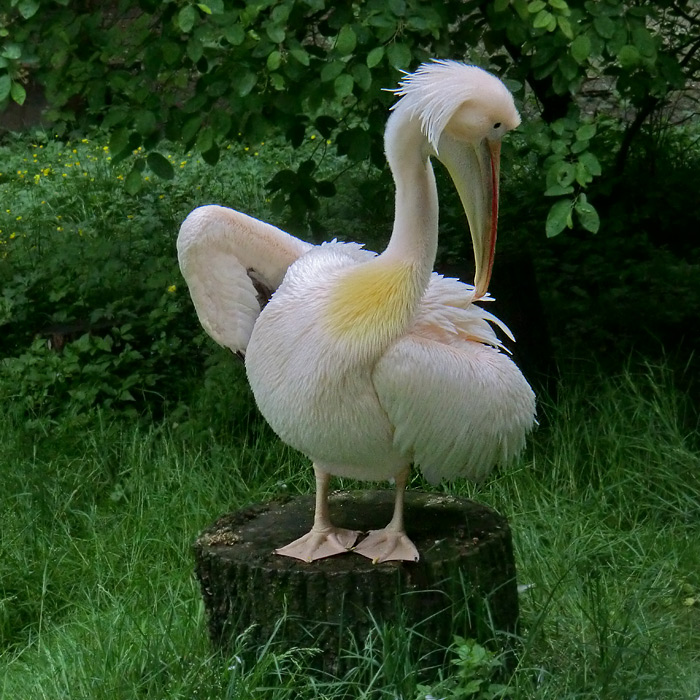 Rosapelikan im Wuppertaler Zoo im Mai 2013