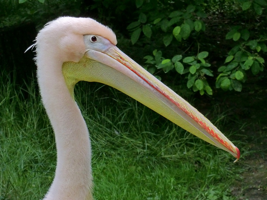 Rosapelikan im Wuppertaler Zoo im Mai 2013