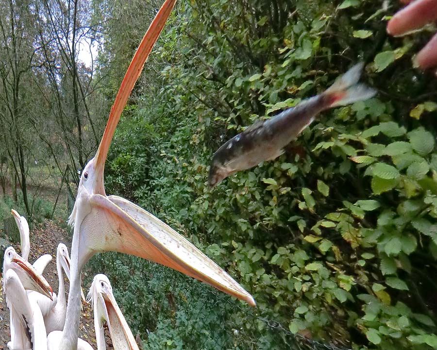 Rosapelikane im Wuppertaler Zoo im Oktober 2013
