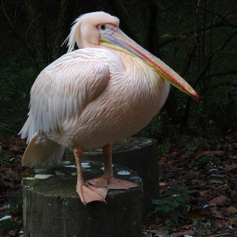 Rosapelikan am 1. November 2016 im Wuppertaler Zoo