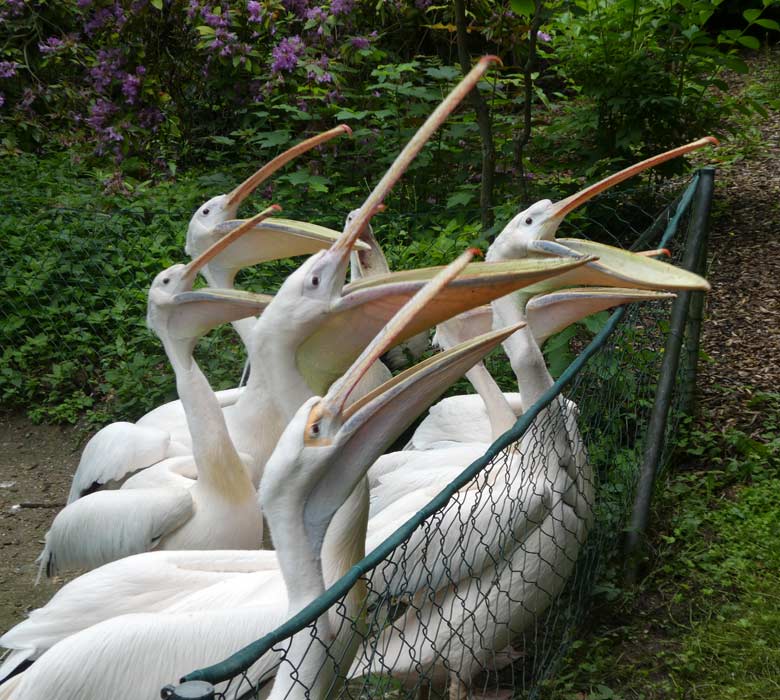Fütterung der Rosapelikane am 2. Juni 2018 im Wuppertaler Zoo