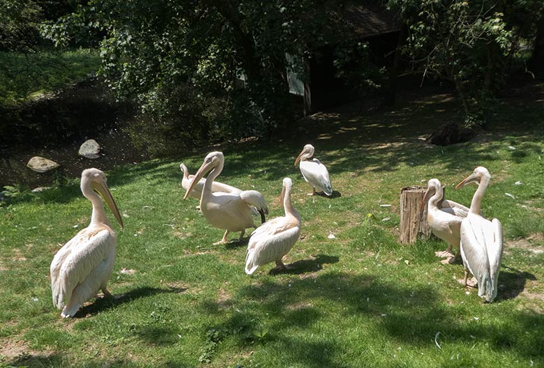 Sieben der acht Rosapelikane am 3. Juni 2020 auf der Außenanlage im Grünen Zoo Wuppertal. Der achte Rosapelikan war im Pelikan-Haus