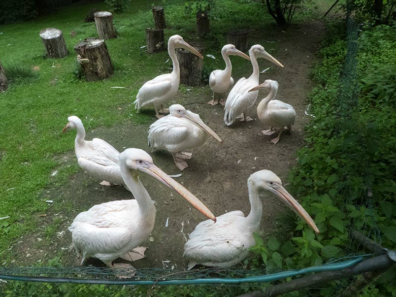 Acht Rosapelikane am 22. Juni 2020 auf der Außenanlage im Grünen Zoo Wuppertal
