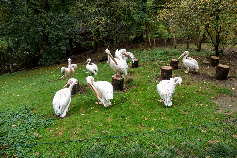 Acht Rosapelikane am 27. September 2020 auf der Außenanlage im Zoologischen Garten Wuppertal