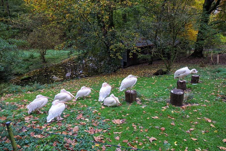 Alle acht Rosapelikane am 24. Oktober 2020 auf der Außenanlage im Wuppertaler Zoo