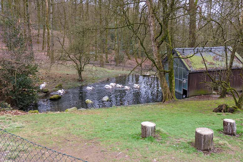 Acht Rosapelikane am 12. März 2021 am Teich der Außenanlage im Grünen Zoo Wuppertal