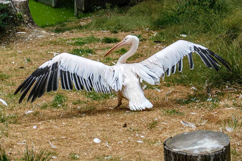 Rosapelikan am 31. Juli 2022 auf der Außenanlage im Grünen Zoo Wuppertal