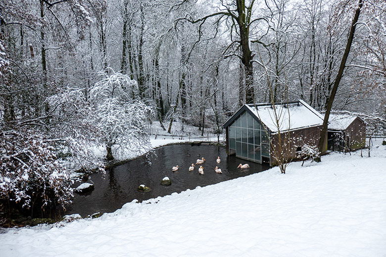 Sieben Rosapelikane am 8. März 2023 im Wasser auf der verschneiten Außenanlage im Weißen Zoo Wuppertal