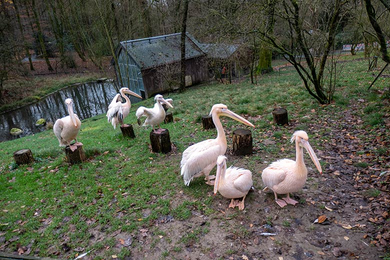 Sechs Rosapelikane am 1. Dezember 2024 auf der Außenanlage im Grünen Zoo Wuppertal