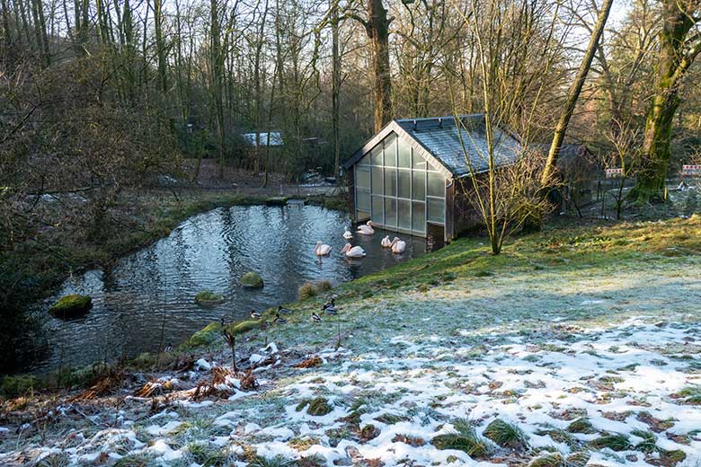 Sechs Rosapelikane am 19. Januar 2025 auf dem Wasser der Außenanlage im Zoo Wuppertal