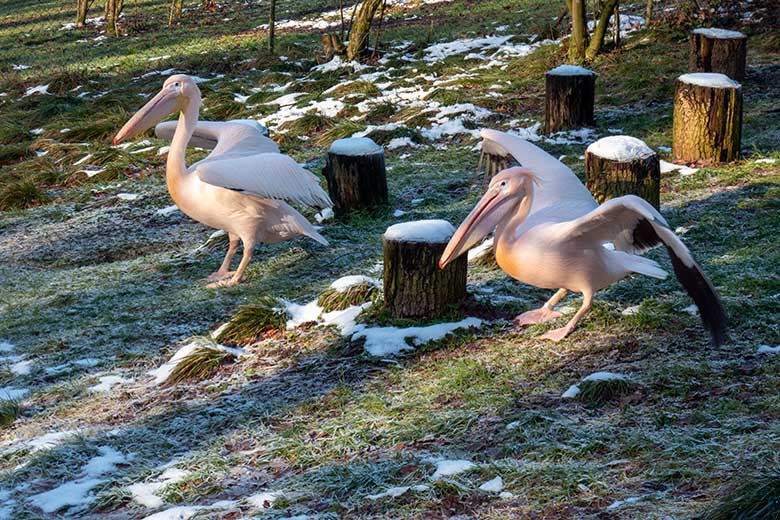 Zwei Rosapelikane am 19. Januar 2025 auf der gefrorenen Wiese der Außenanlage im Wuppertaler Zoo