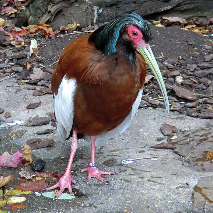 Mähnenibis im Wuppertaler Zoo im November 2012