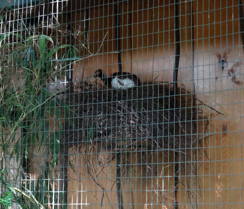 Mähnenibis auf dem Nest am 27. Mai 2016 im Zoologischen Garten der Stadt Wuppertal