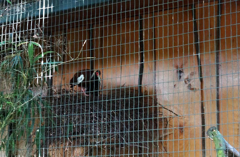 Mähnenibis auf dem Nest am 27. Mai 2016 in der Madagaskarvoliere im Grünen Zoo Wuppertal