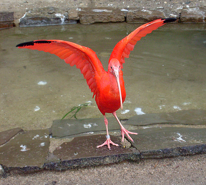Roter Sichler im Zoo Wuppertal im November 2008