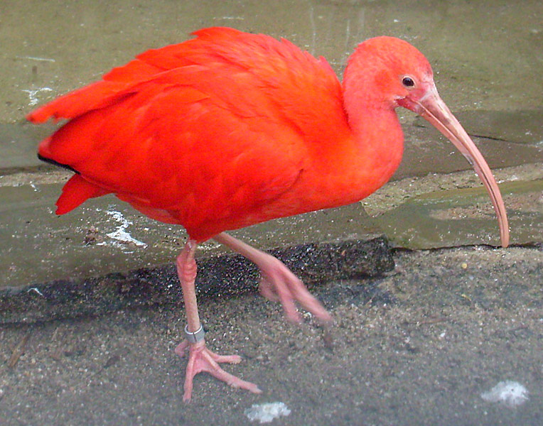 Roter Sichler im Wuppertaler Zoo im November 2008