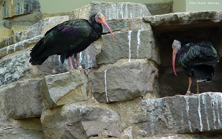 Waldrappe im Wuppertaler Zoo im Mai 2008 (Foto Frank Gennes)
