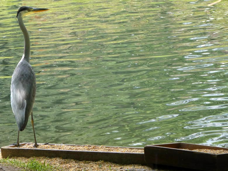 Graureiher am 22. Juli 2017 am Teich für Wassergeflügel an der ehemaligen Vogelwiese im Grünen Zoo Wuppertal