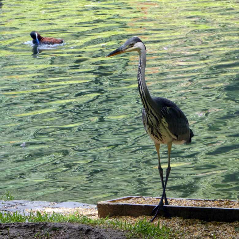 Graureiher am 22. Juli 2017 am Teich für Wassergeflügel an der ehemaligen Vogelwiese im Zoologischen Garten der Stadt Wuppertal
