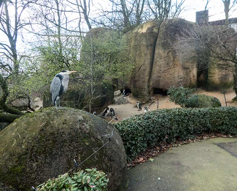 Graureiher am Gehege der Brillenpinguine am 19. Februar 2020 im Zoologischen Garten der Stadt Wuppertal