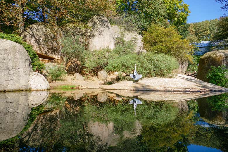 Wild im Zoo lebender Graureiher am 18. September 2020 auf der Anlage der Brillenpinguine im Wuppertaler Zoo