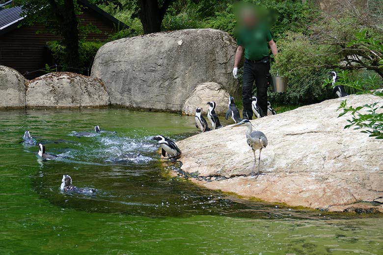 Wild im Zoo lebender Graureiher am 15. Juli 2022 auf der Anlage für Brillenpinguine im Wuppertaler Zoo