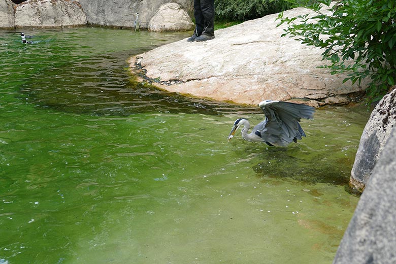 Wild im Zoo lebender Graureiher mit stibitztem Fisch am 15. Juli 2022 auf der Anlage für Brillenpinguine im Zoologischen Garten Wuppertal
