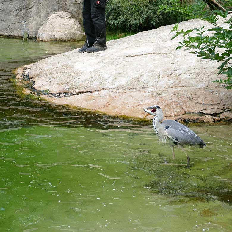 Wild im Zoo lebender Graureiher mit stibitztem Fisch am 15. Juli 2022 auf der Anlage für Brillenpinguine im Wuppertaler Zoo
