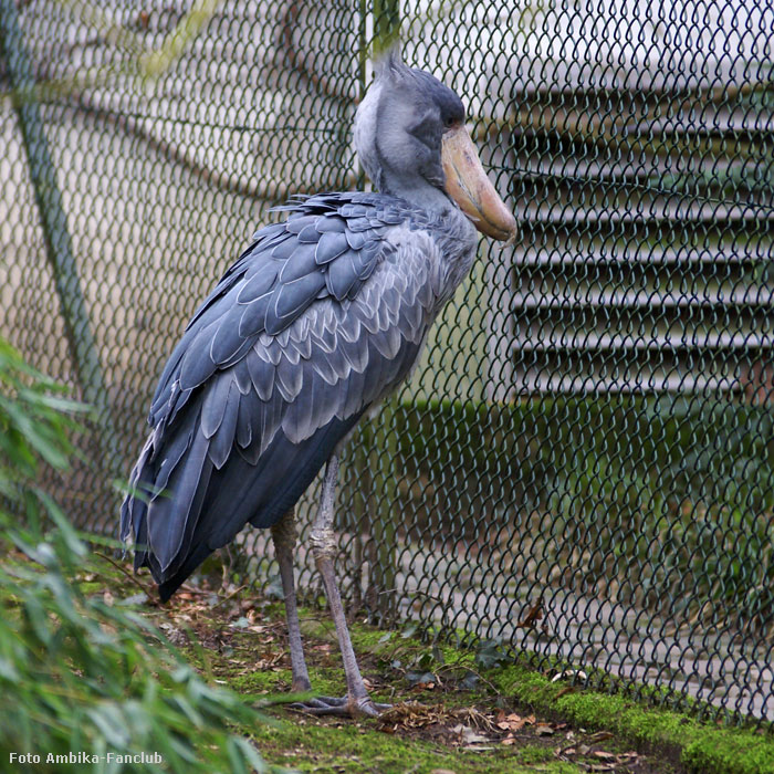 Schuhschnabel im Wuppertaler Zoo im März 2012 (Foto Ambika-Fanclub)