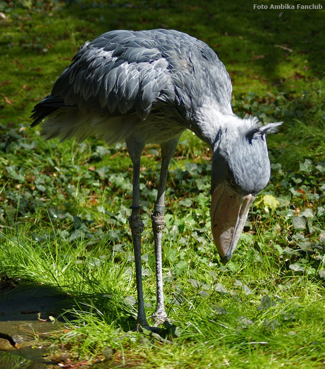 Schuhschnabel im Wuppertaler Zoo im April 2012 (Foto Ambika-Fanclub)