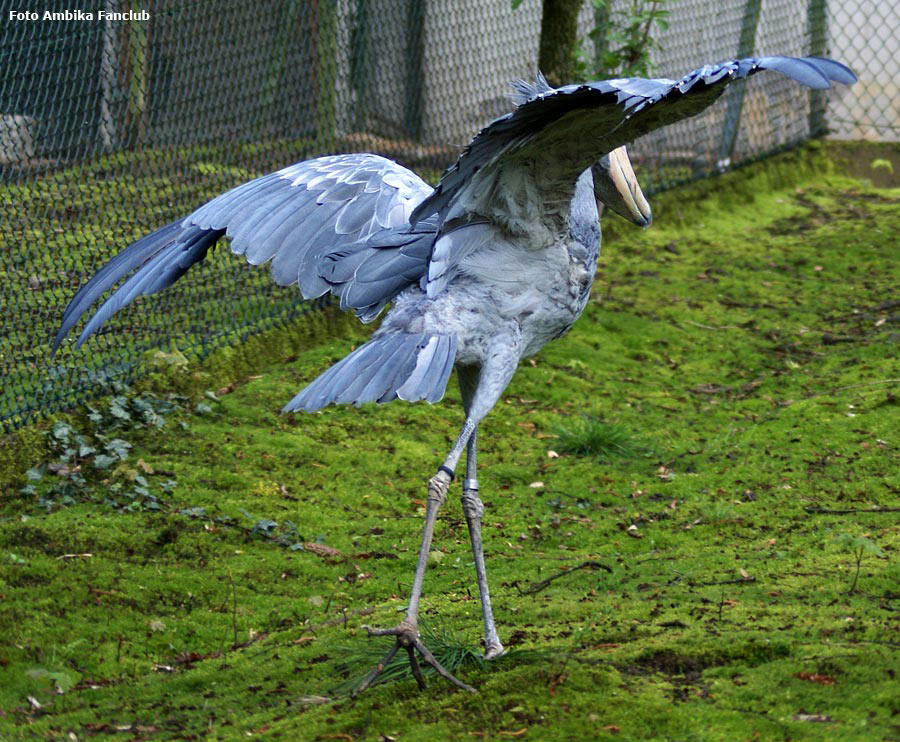 Schuhschnabel im Zoo Wuppertal im April 2012 (Foto Ambika-Fanclub)