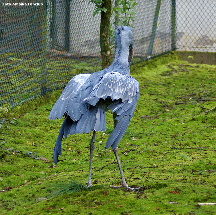 Schuhschnabel im Wuppertaler Zoo im April 2012 (Foto Ambika-Fanclub)