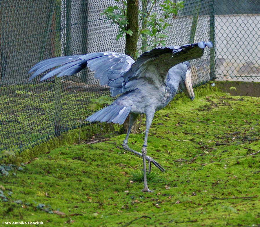 Schuhschnabel im Zoologischen Garten Wuppertal im April 2012 (Foto Ambika-Fanclub)