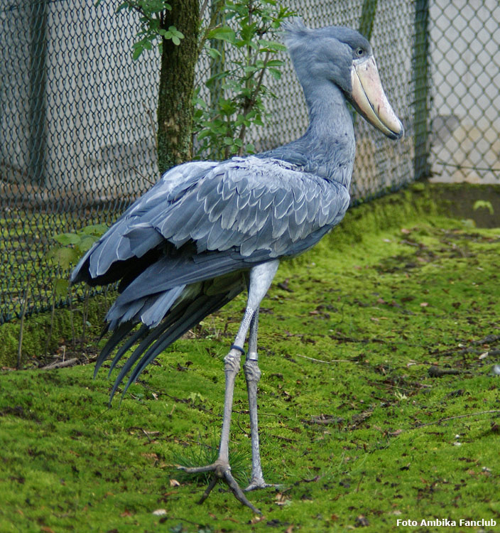 Schuhschnabel im Zoo Wuppertal im April 2012 (Foto Ambika-Fanclub)