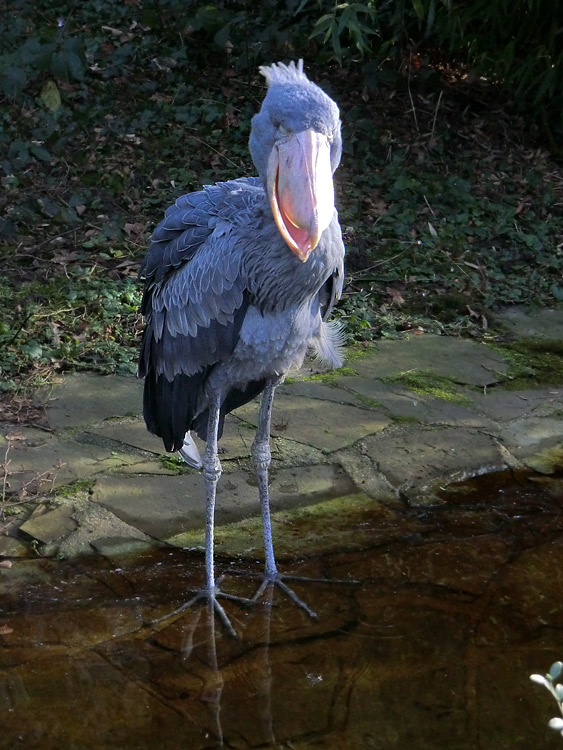 Schuhschnabel im Zoo Wuppertal im Januar 2014