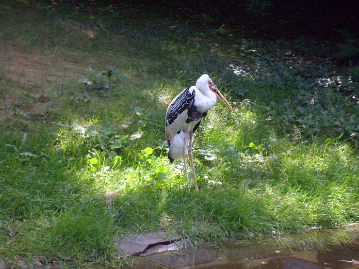 Indischer Nimmersatt im Wuppertaler Zoo im Juli 2008
