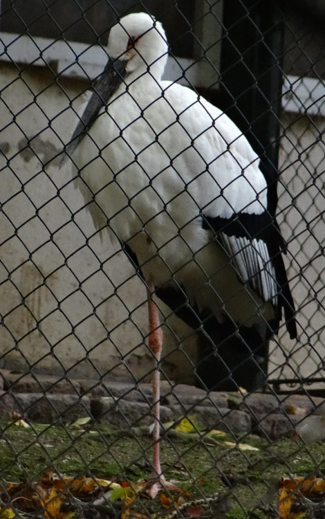 Schwarzschnabelstorch im Grünen Zoo Wuppertal im Oktober 2015